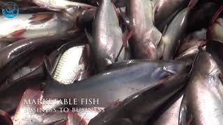 little Basa fish wholesale market | 巴沙魚成魚 海芒魚 博氏𩷶 博氏巨鯰 多利鱼 卡巴沙ปลาสวาย パンガシウス Пангасиус  بنغاسيوس