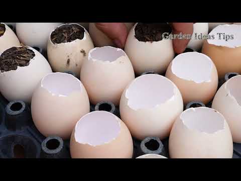 Useful Gardening Tips Methods of Propagating Plant Vegetables on the Balcony for Beginners