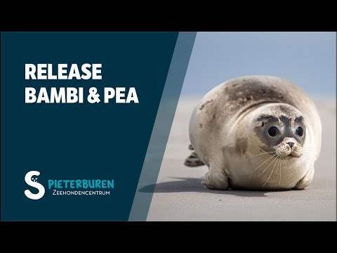 Release of Bambi and Pea