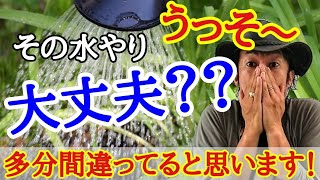 【その水やり大丈夫？】園芸店長がガーデニングで最重要水やりを解説します　適当に水をかけるのはもうやめましょう　失敗しない園芸を実現できます　初心者の方は特に気を付けてくださいね