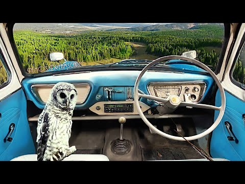 You're flying in Ron Weasley's car Ford Anglia | Dreamscape (oldies music, car sounds) 3 HOURS ASMR