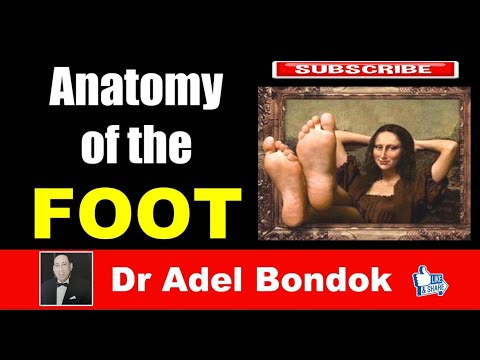 Anatomy of the Foot, Dr Adel Bondok