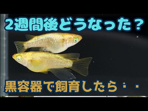 2024年に唯一購入したメタルコブラRLFショート！黒容器で飼育した結果！！