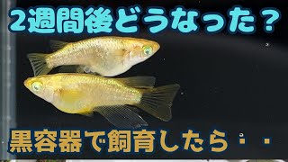 2024年に唯一購入したメタルコブラRLFショート！黒容器で飼育した結果！！