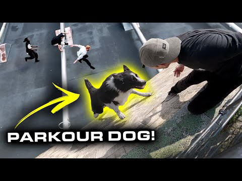 PARKOUR DOG is BETTER THAN YOU! 🇩🇪