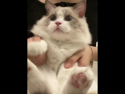 无心营业 看小母猫看入迷了#布偶猫 #猫咪手势舞 #被迫营业的猫猫 #反骨猫