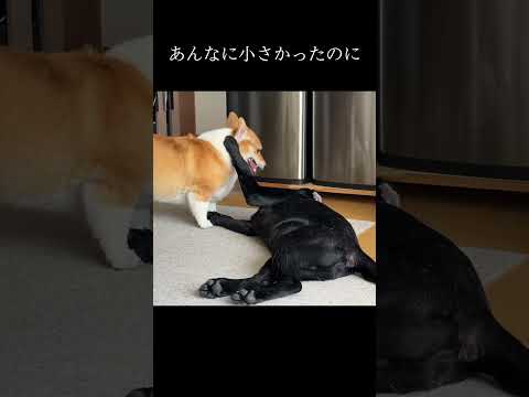 大型犬の弟をもったコーギーの末路 #shorts