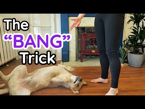 Train Your Dog to Do the "Bang" Trick