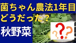 菌ちゃん農法１年目　だめ？どうだった？秋野菜