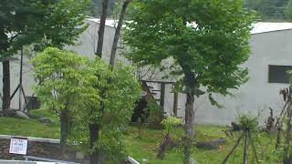 Happiness Village Baby Pandas Cam 08-28-2017 19:02:24 - 20:00:05