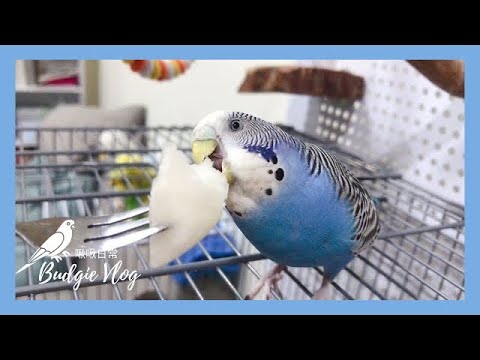 04｜鸚鵡吃播｜聽ASMR才要吃的棗子｜虎皮鸚鵡 Budgie セキセイインコ【啾啾鳥日常】