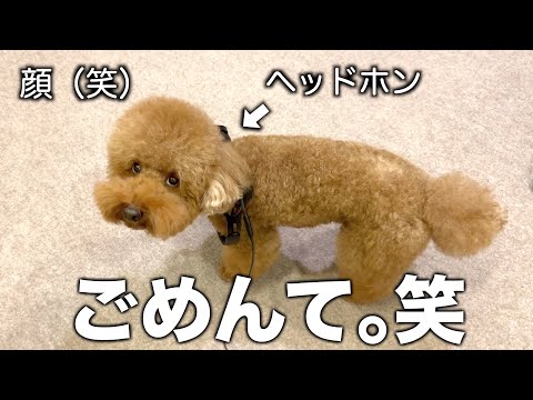 飼い主の悪ふざけにめちゃくちゃ迷惑そうな顔をする犬がこちら。笑