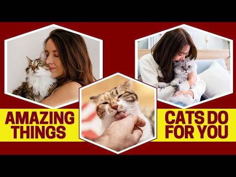 10 Surprising Things Cats Does for You