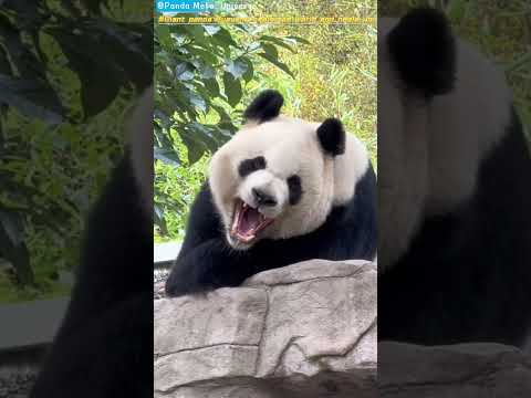 大熊猫华阳治愈世界治愈你 Giant panda Huayang heals the world and heals you #panda #cute #funny #giantpanda