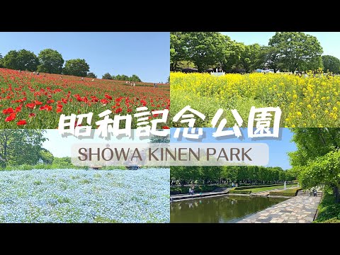 【vlog】東京・癒しスポット！昭和記念公園で家族ピクニック with canon EOSRP  / ネモフィラ / ポピー