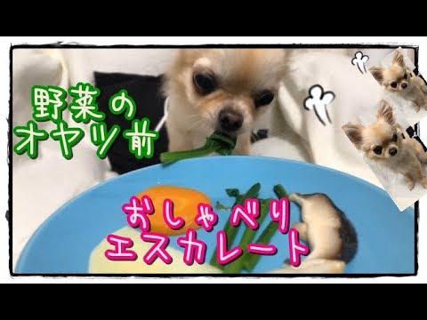 野菜のおやつ前🌿おしゃべりエスカレート⚡チワワ🐶～Chihuahua's loud chatter🎵