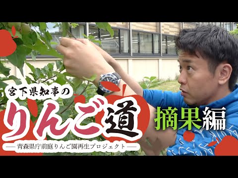 #45 知事大苦戦？りんご摘果作業に挑戦～宮下県知事のりんご道～ 青森県知事 宮下宗一郎