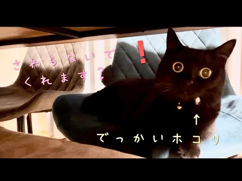 顔にほこりが付いている黒猫と、取ってあげたい飼い主の攻防