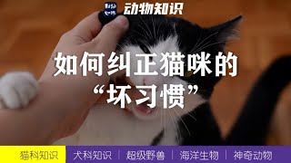 猫奴必看：如何科学纠正猫咪的“坏习惯”！