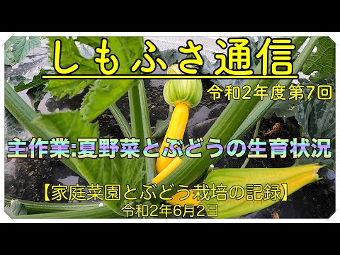 令和2年6月2日 家庭菜園＆ぶどう栽培(しもふさ通信第7回)