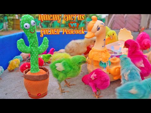 Pink PEACOKK Toy Vs HEN Baby Chicks Gallina Vs Dancing Cactus Toy Video!!!