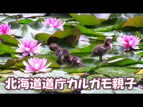 北海道道庁のカルガモ親子2023/6/18