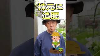 家庭菜園や農園の夏野菜栽培で野菜を老化させない重要作業３選！#shorts 【農家直伝】Tips for revitalizing summer vegetables.