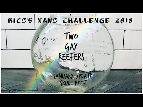 Rico’s Nano Challenge 2018 - Skull Reef January - Rico’s Aquariums