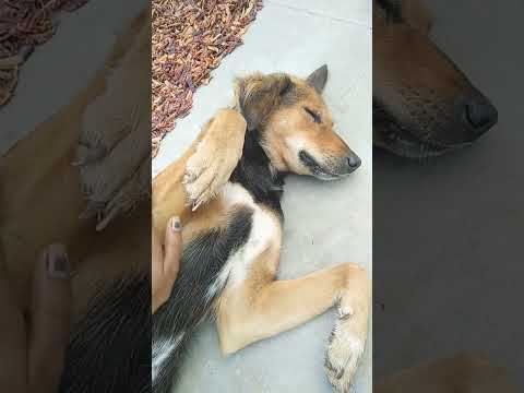 #doglover #cute  #shortvideo