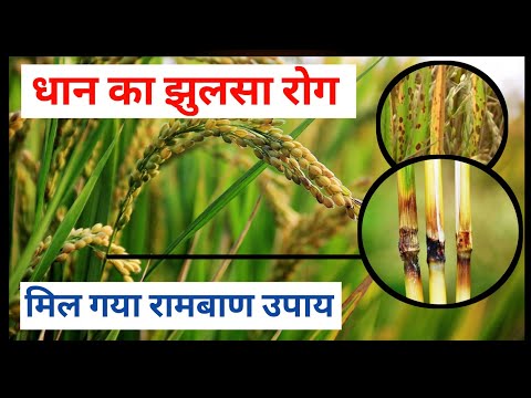 धान का झुलसा रोग // Bacterial Blight in Rice// रामबाण इलाज ।। #Rice_disease #Jhulsa_in_rice #Rice