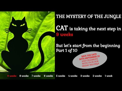 The mystery of the Jungle - part 1