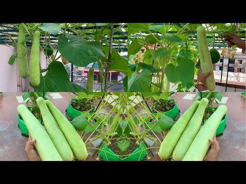 Massive Organic Bottle Gourd Harvesting From My Terrace Gerden // Harvesting Organic Vegetable