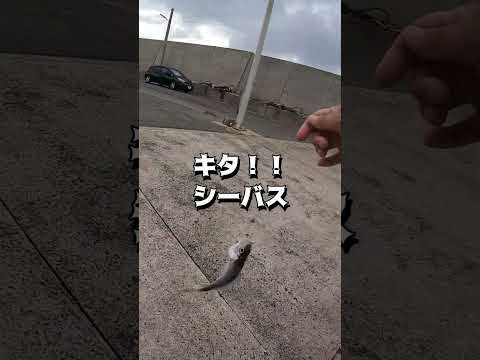 1.5gのジグヘッドで釣りをしたら予想通りと予想外の魚が釣れた！#shots