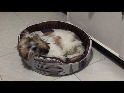 SHIH TZU - AKI my bestfriend