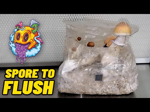 Spore To Flush - ShroomTek All In One Mushroom Bag | Complete Beginner's Guide To Growing Mushrooms