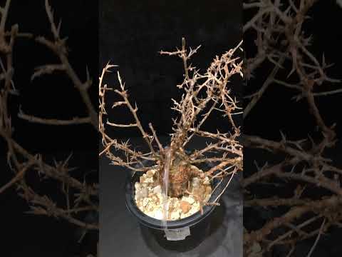 1円～ コミフォラ・ハーヴェイ 発根管理中 超希少灌木 Commiphora Harveyii  ベアルート ベアルート 1円オク 塊根植物