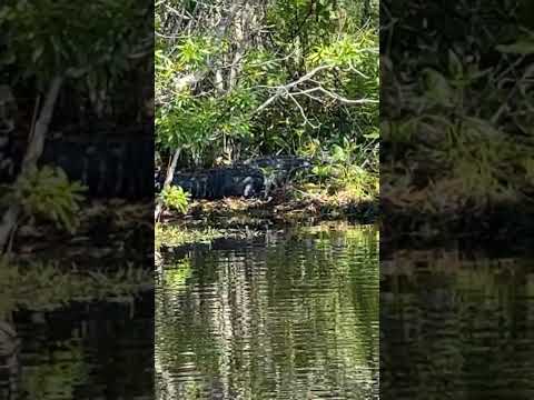 Alligators Do Nap…#shortsvideo #shorts #alligator #florida #youtube #youtuber