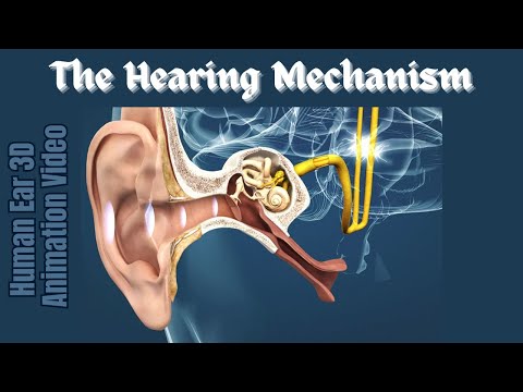 3D Human Ear animation video - The ear and the mechanism of hearing - The Hearing Mechanism