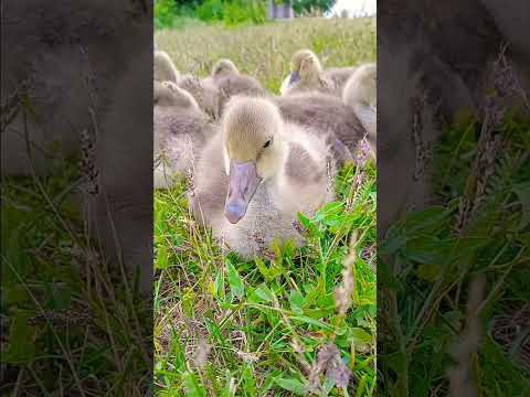 Это ❤️🪿самое успокаивающе видео с милыми животными - которое я видел в жизни!