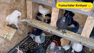 KÜMESTE YUMURTALAR KIRILIYOR 😤 FOLLUK SİSTEMİ DEĞİŞECEK - Taklacı Güvercin Oyunkuşu