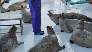 「オホーツクとっかりセンターのアザラシたち」 紋別市海洋公園 (2023/02/18)