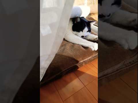 暑くなりベッドを被り細い日陰を見つけて寝る猫#shorts