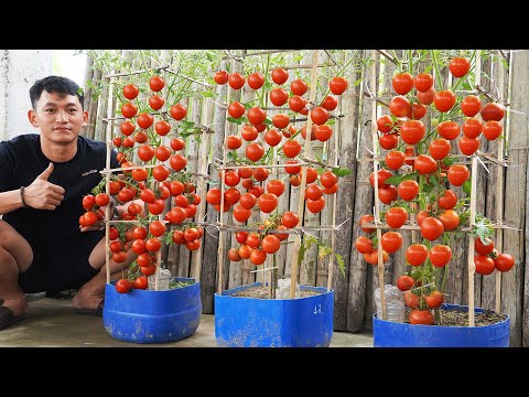 Discover The Secret To Easily Growing Tomatoes In Plastic Bottles For Lots Of Juicy Fruit