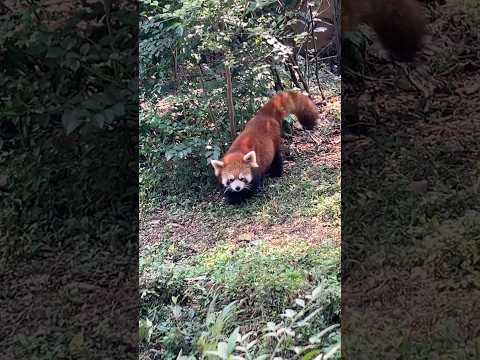 China’s Rare Red Panda! Tell Us if You Can Spot Him in this Clip! 👀