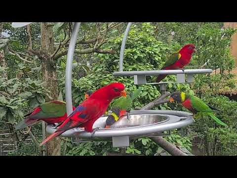 Bird Paradise @ Mandai Singapore- Mysterious papau to Crimson Wetland