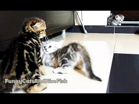 Kittens Fight Club | Part 2