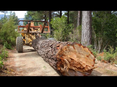 Felling / Cutting up a huge leaning Pine Tree and dragging the log to the sawmill