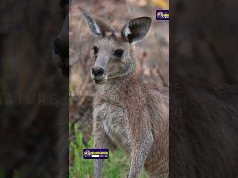 Nature's Beauty These Animal's Colors Will Blow Your Mind | Creative Nature #shorts #nature