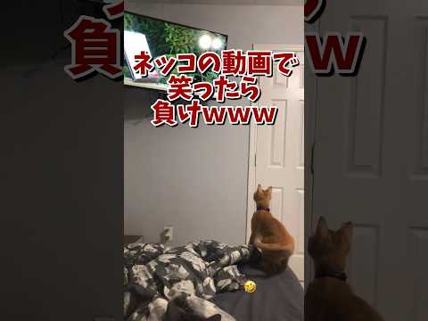 ネッコの動画で笑ったら負けｗｗｗ　#2ch #2ch動物スレ #2ch面白いスレ #動物 #犬 #猫 #癒やし #ねこ #2chほのぼの #ネコ