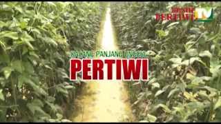 BENIH PERTIWI TV - Kacang Panjang PERTIWI, Disukai Petani & Pedagang